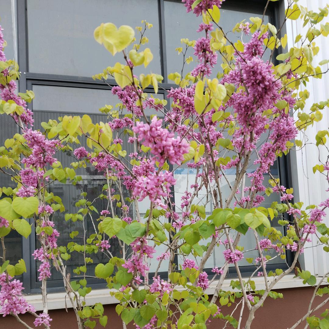 ℳ๓₯㎕ 呆橘 ❦