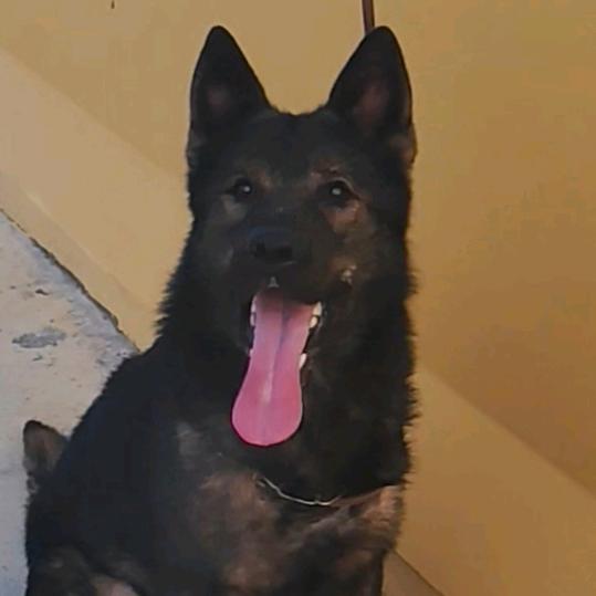 五毒不侵*八风不动