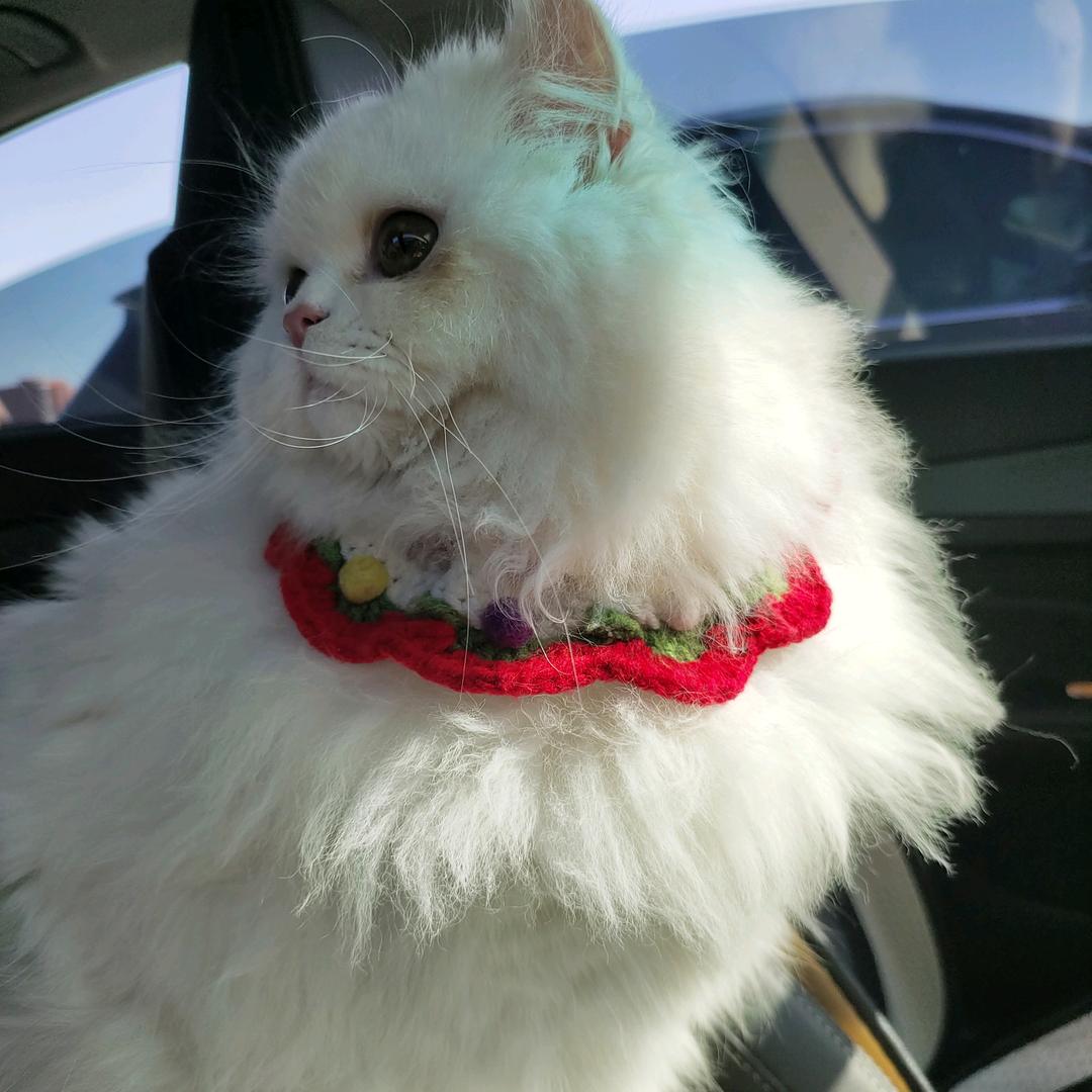 财神爷独宠我一人