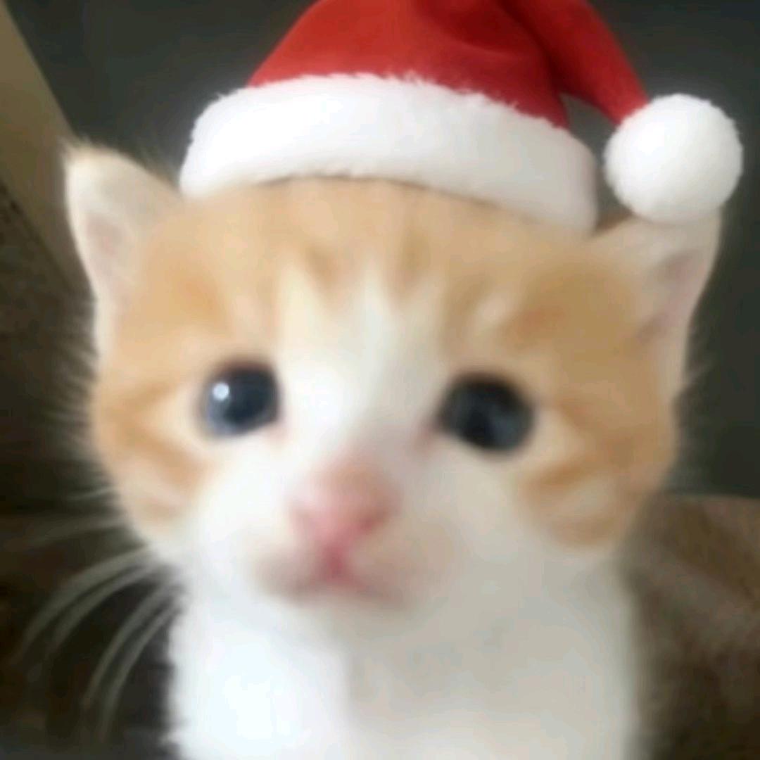 芝士猫猫🎄