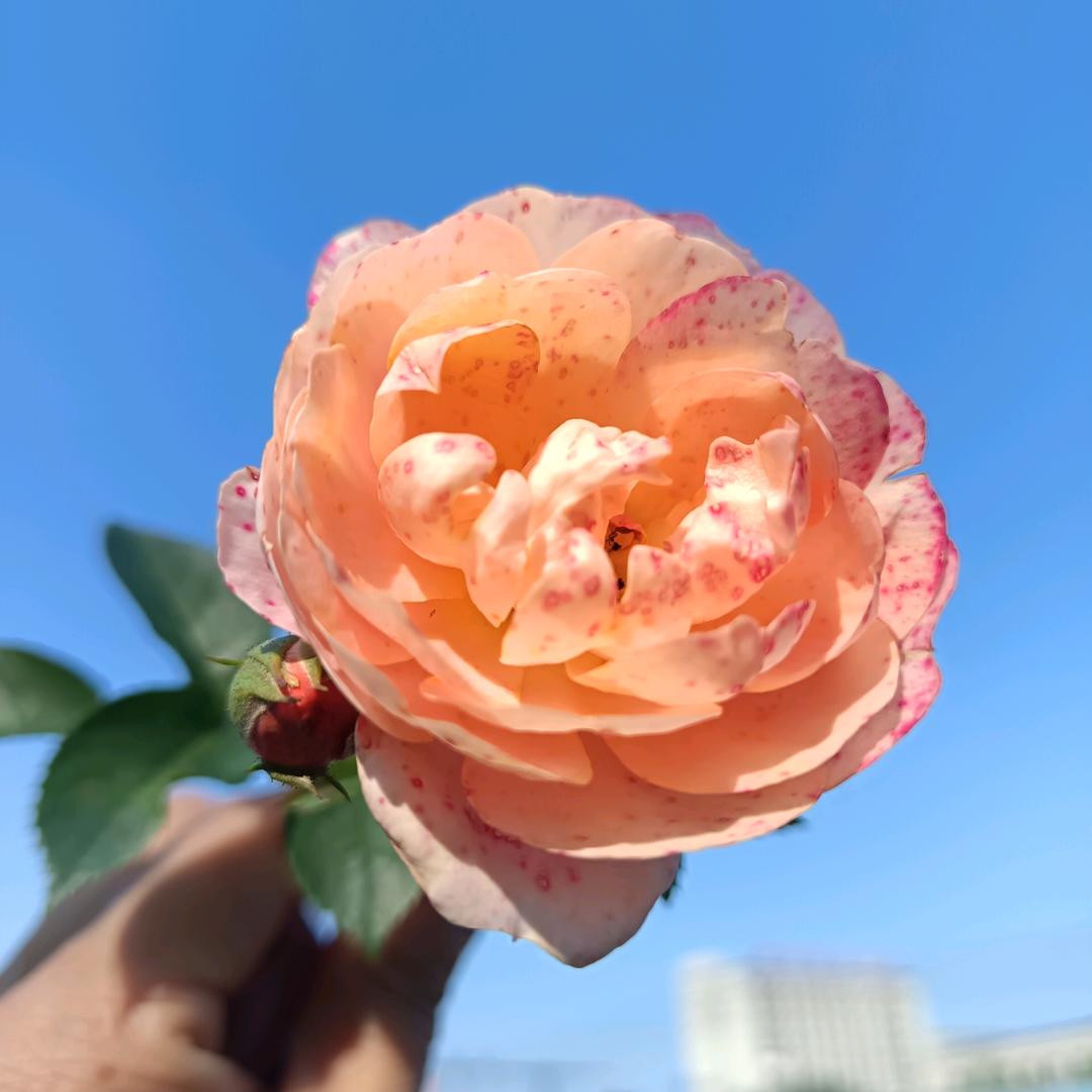 温柔的风