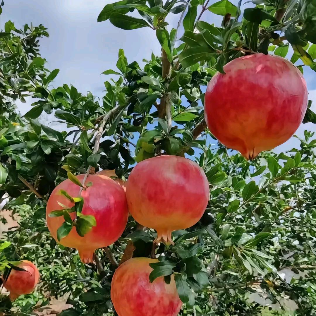 兴亚百货精品苗木