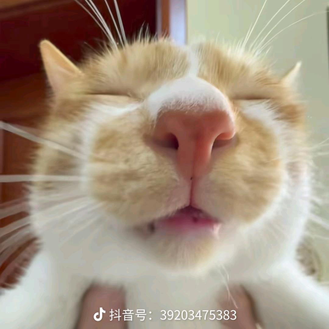 人傻嘴不甜长的安全还没钱