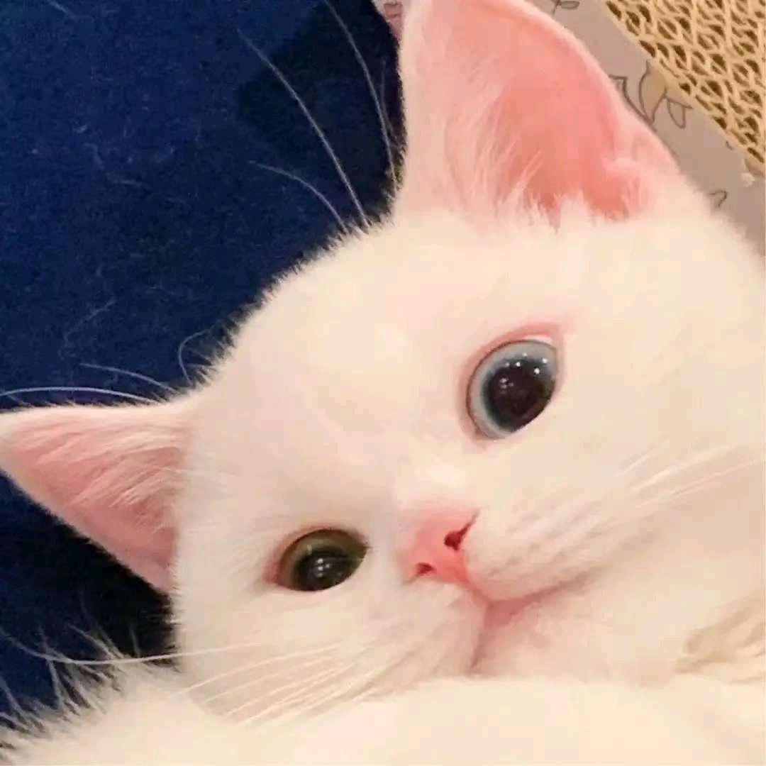 康康优选