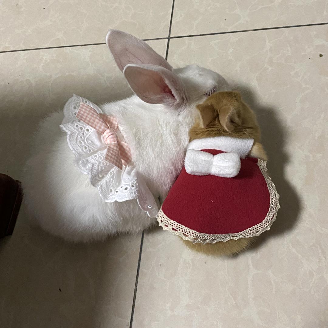 黄窝头🐰毛馒头
