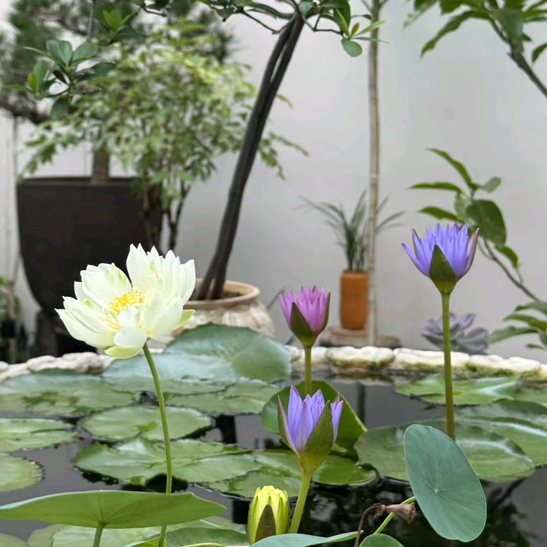 莲花修佛缘
