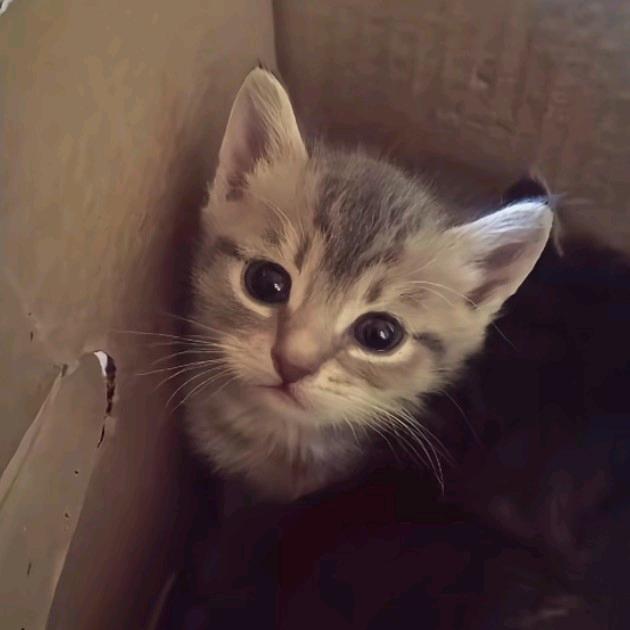 没反应🍔💤🍣