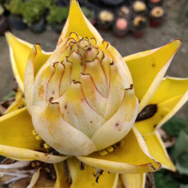 无极县京丰苗木花卉种植基地