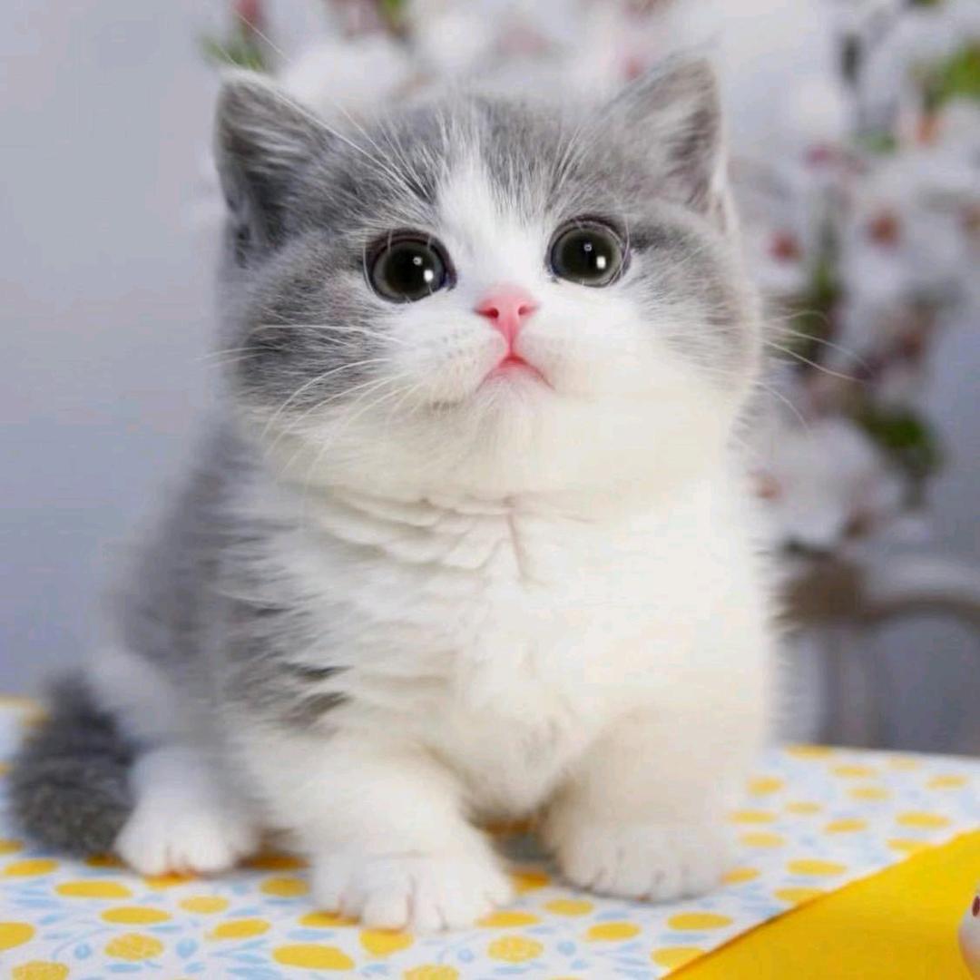 冷调