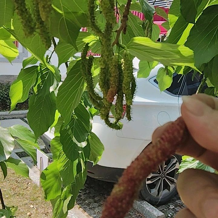 小飞哥