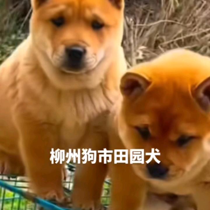 《韩回》广西田园犬土猎犬基地