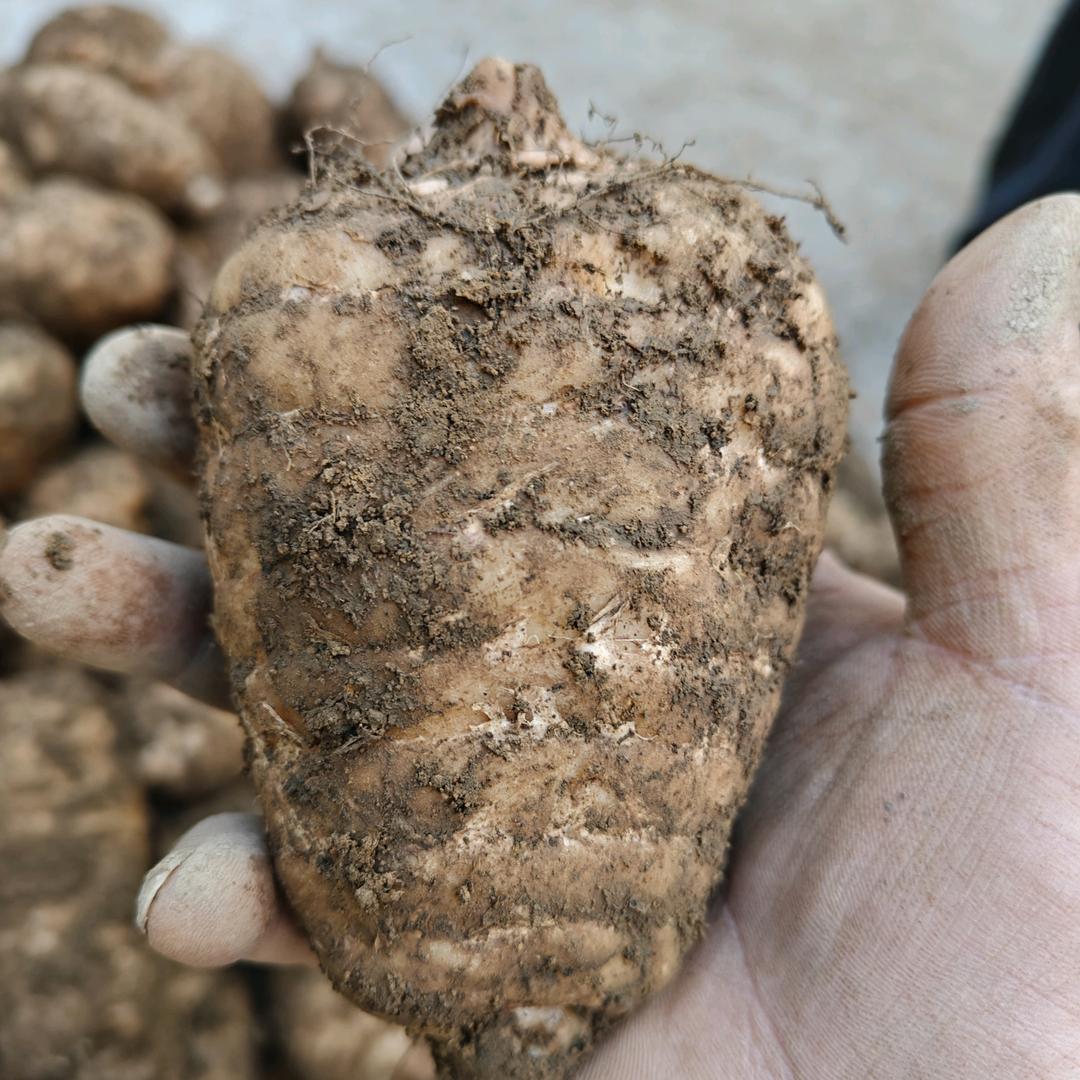 云南高山苍蝇天麻基地