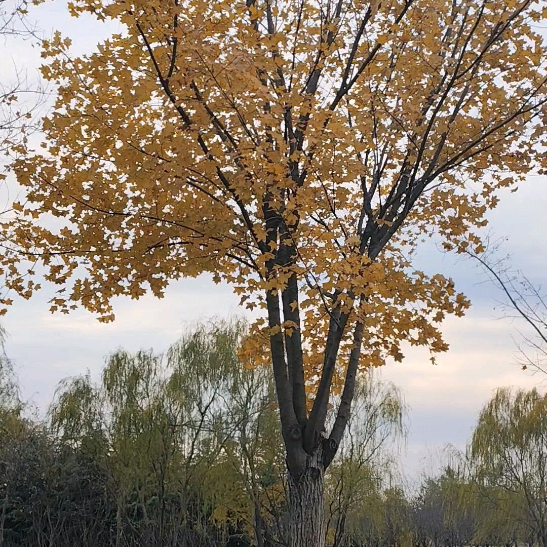 𝑩𝒂𝒄𝒌𝑺𝒕𝒓𝒆𝒆𝒕