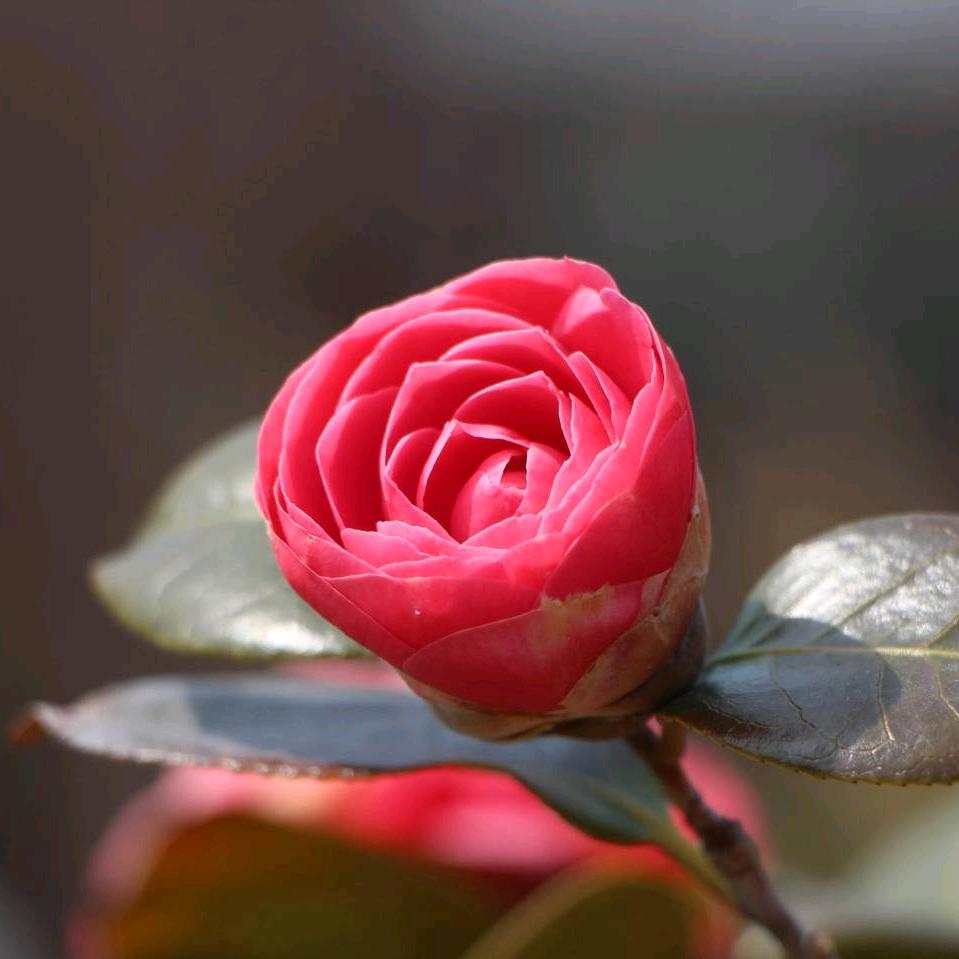 唯🌸南