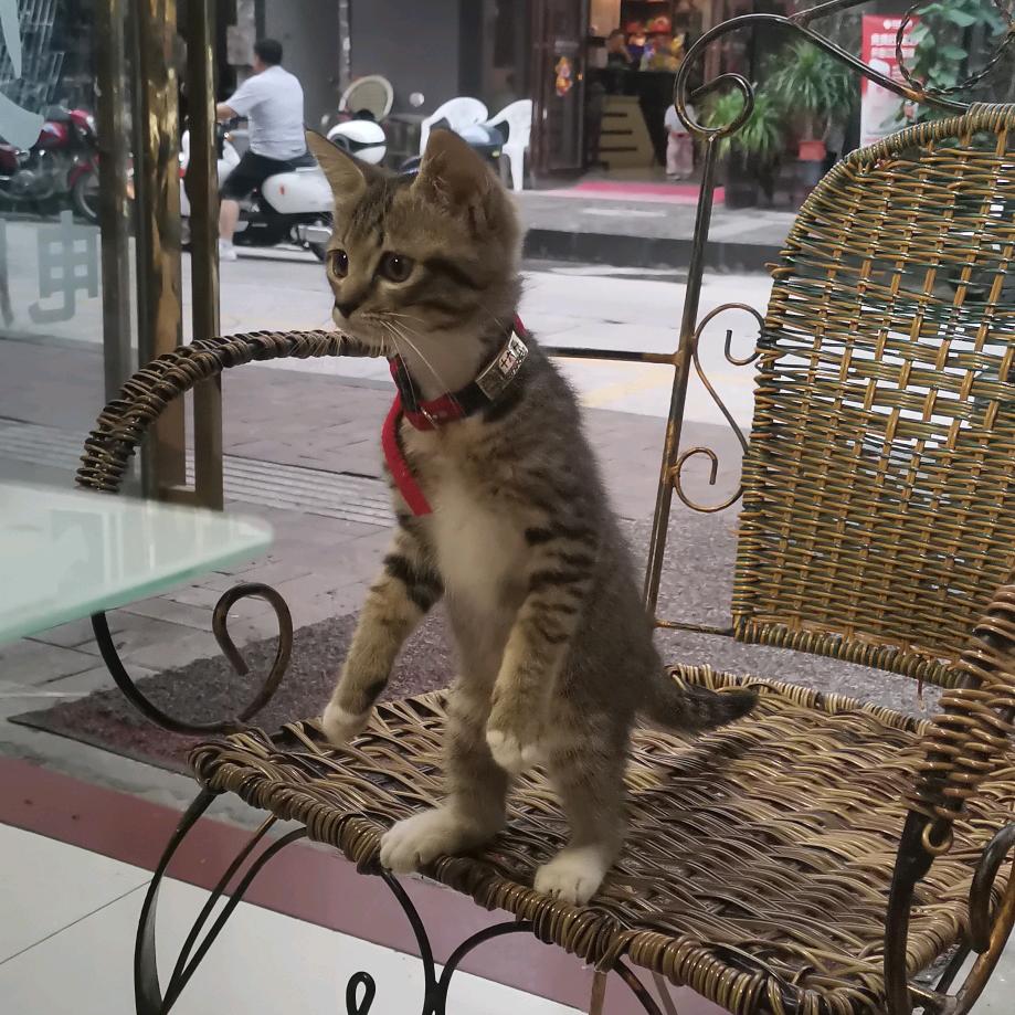 我有一只狸花猫