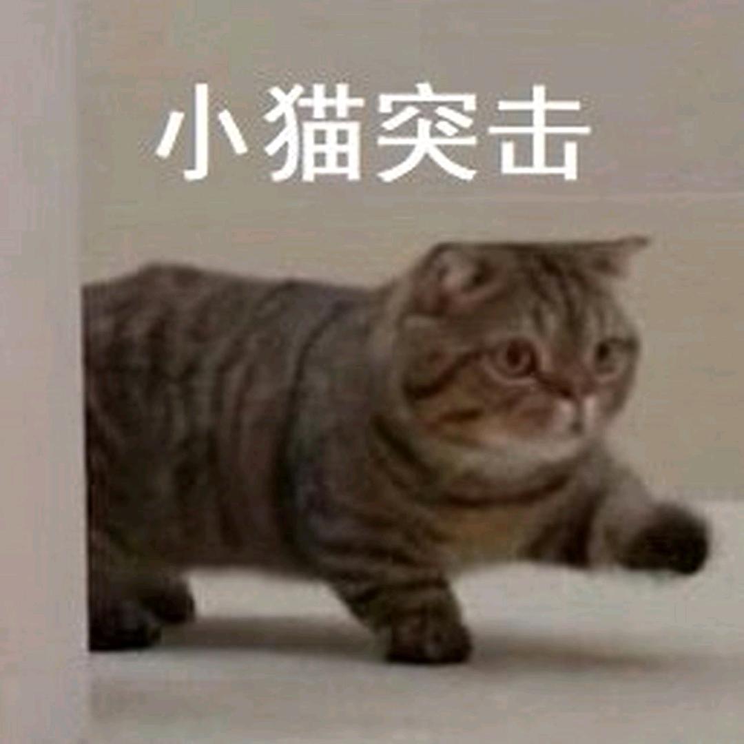 不吃猫的鱼