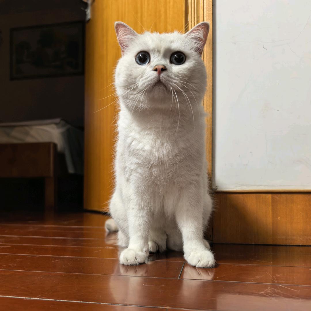 judeg头像