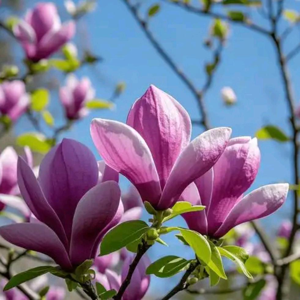 玉兰花语