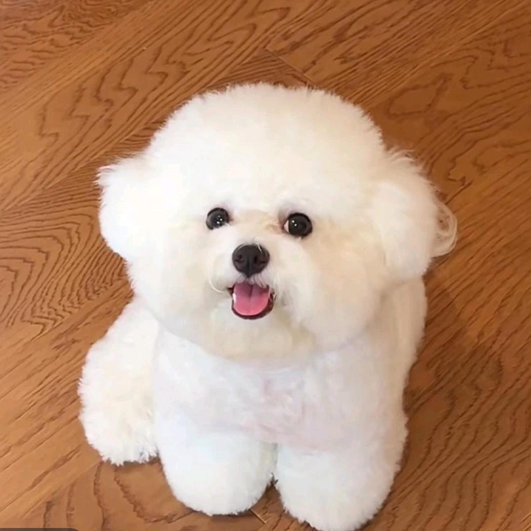 小糊涂