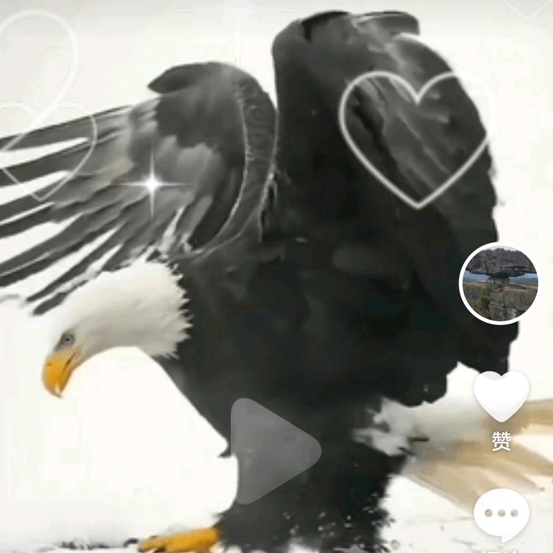 一只孤独的🦅