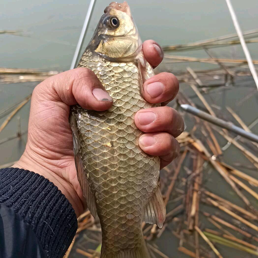 乡村钓手，爱做饭