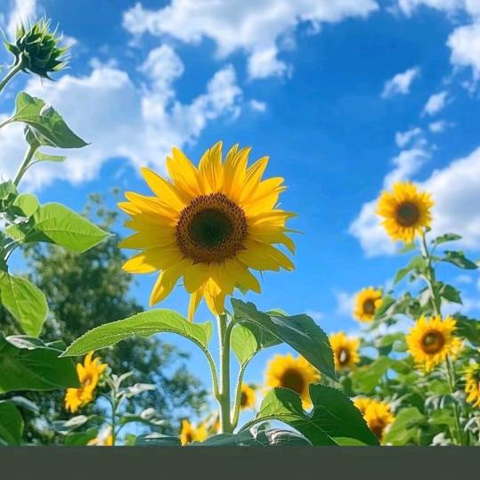 时光不语，静待花开