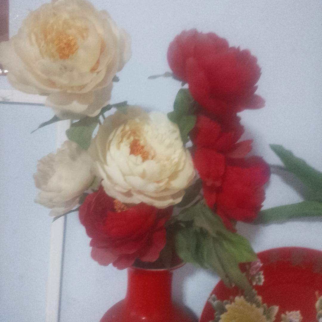 黑玫瑰