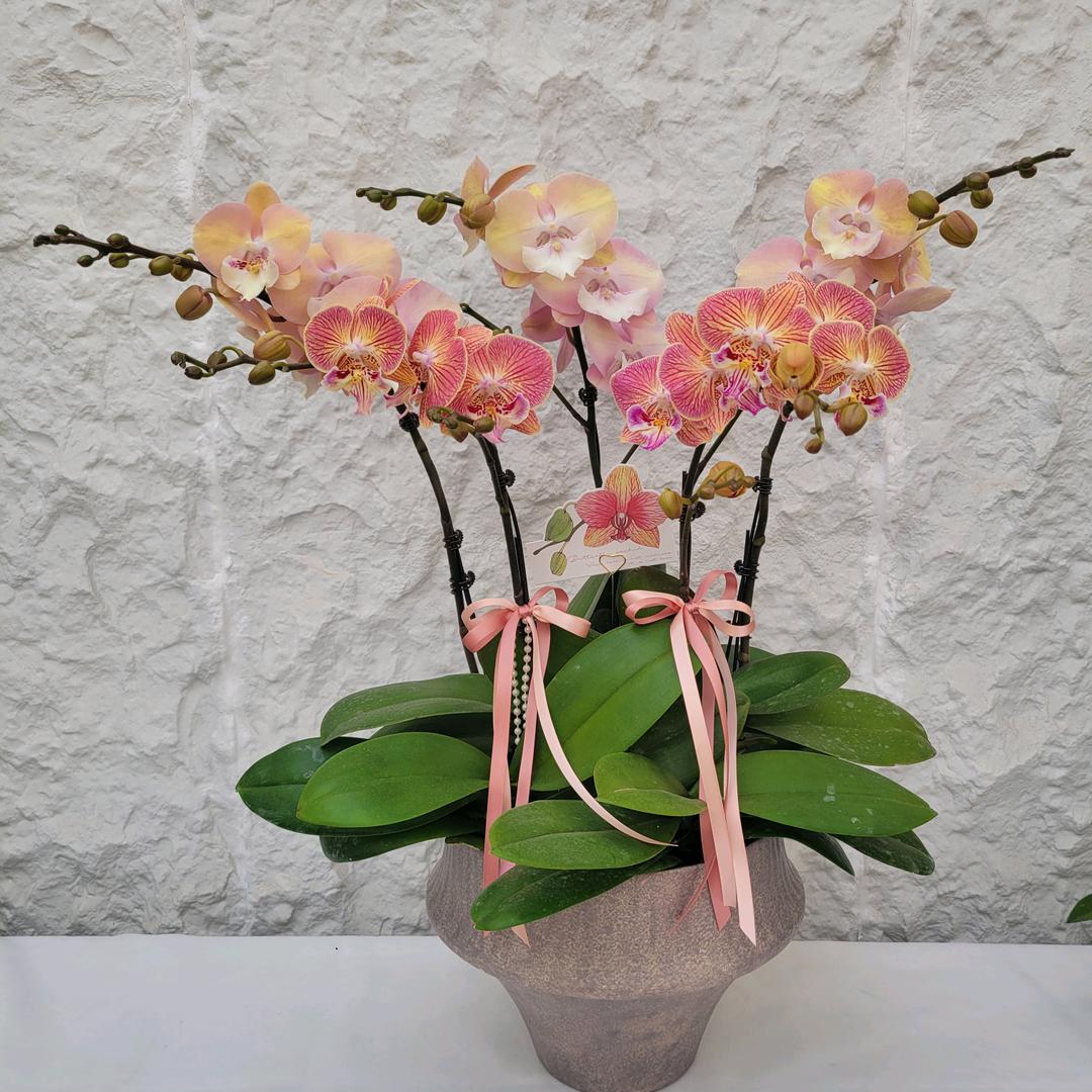 卖蝴蝶兰的 丽姐