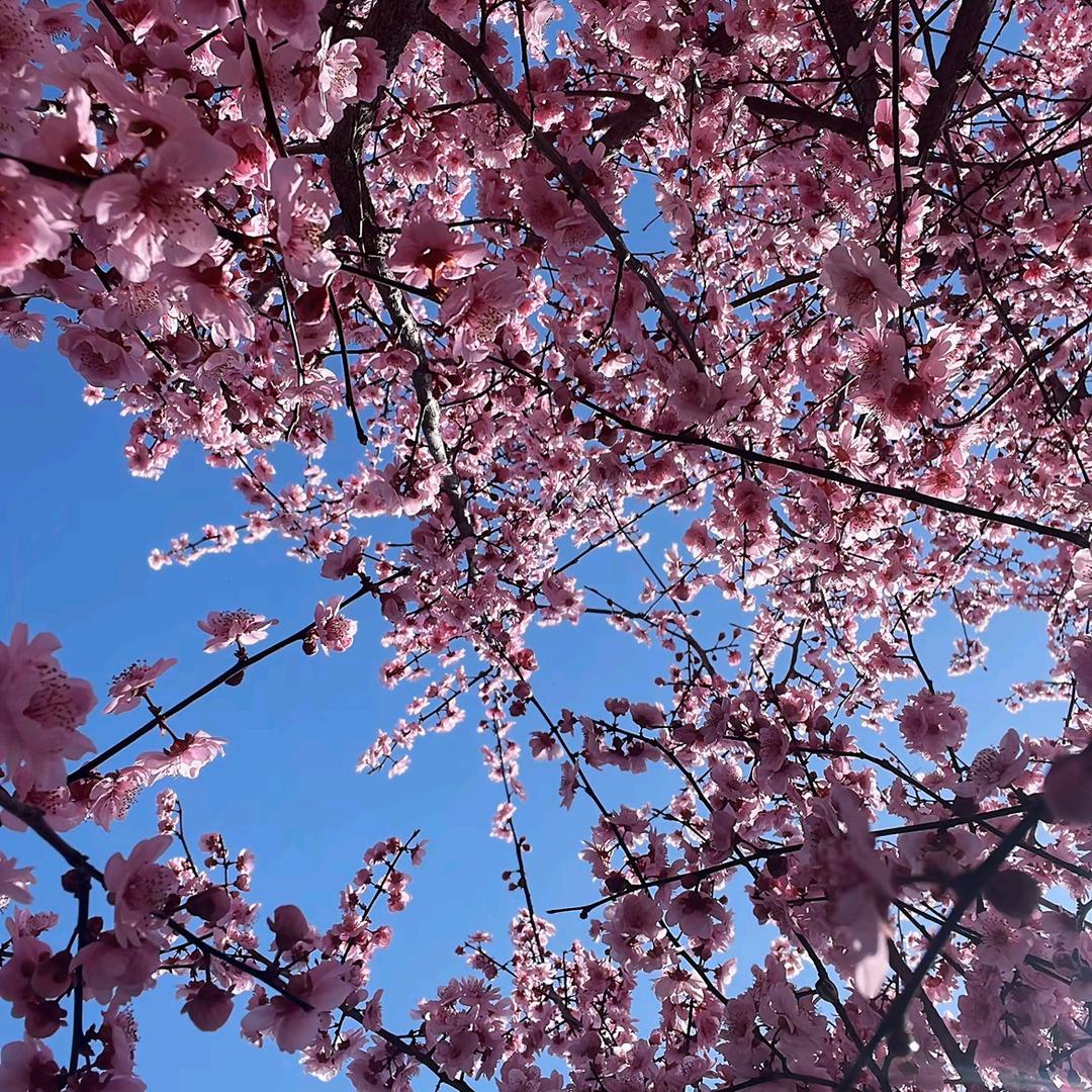🌿半颗糖🍬柠檬