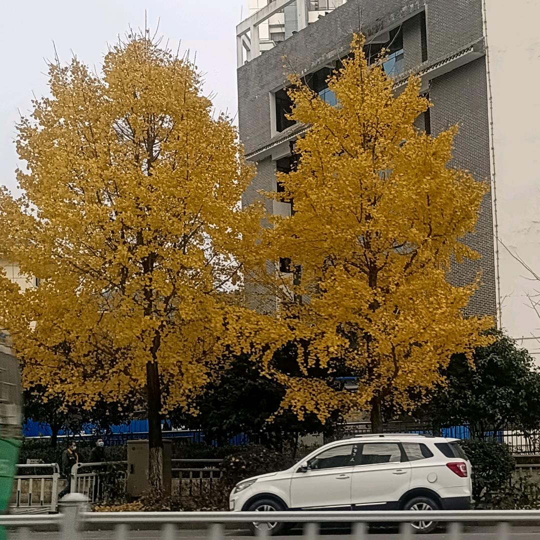 黄家，进轩养殖