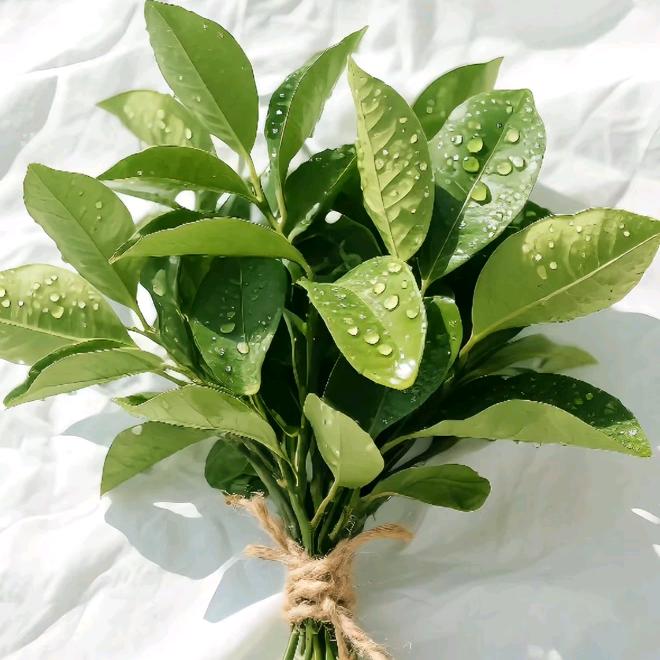 岁月🌻静好