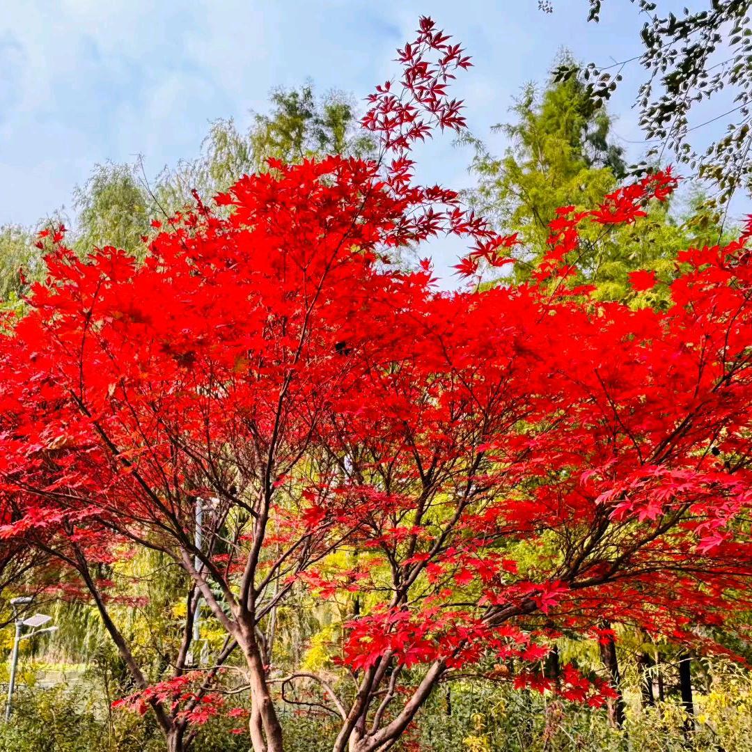 大漠苍狼