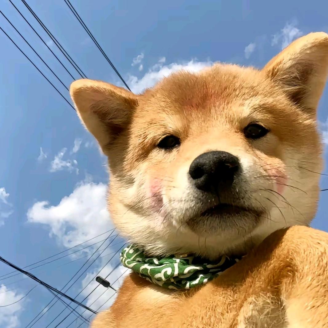 小肥蛋狗饭🍱