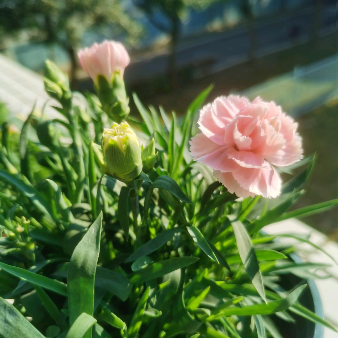 这是什么植物（收集版）