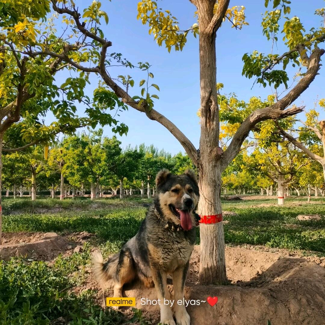 🐕新疆土狗文化🐕