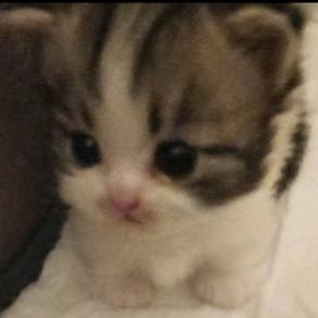 油炸(爱上了别人的妻子