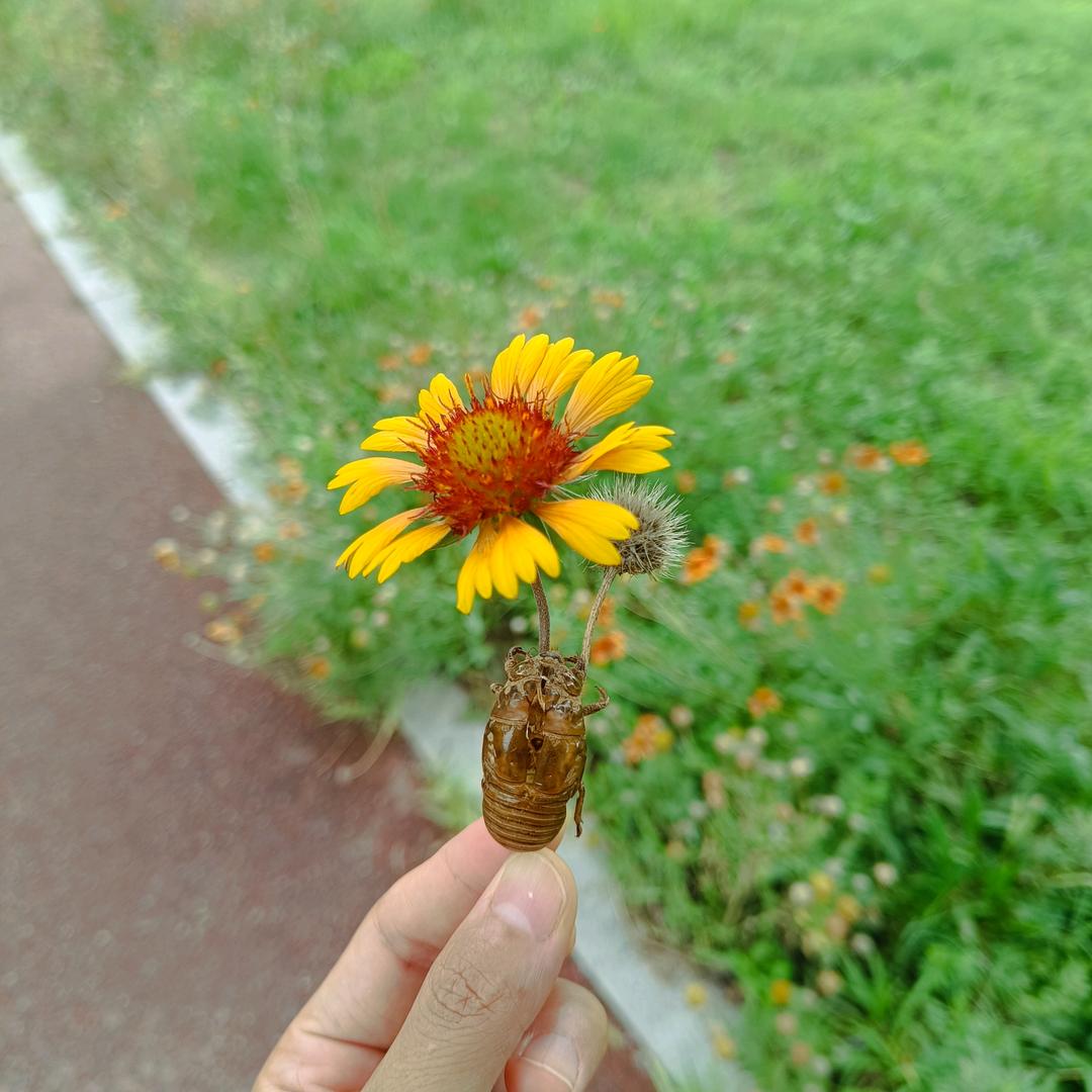 心想事橙