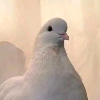 口可口可