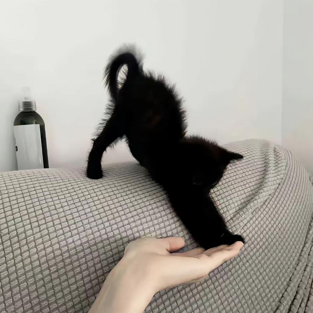 保卫萝卜头