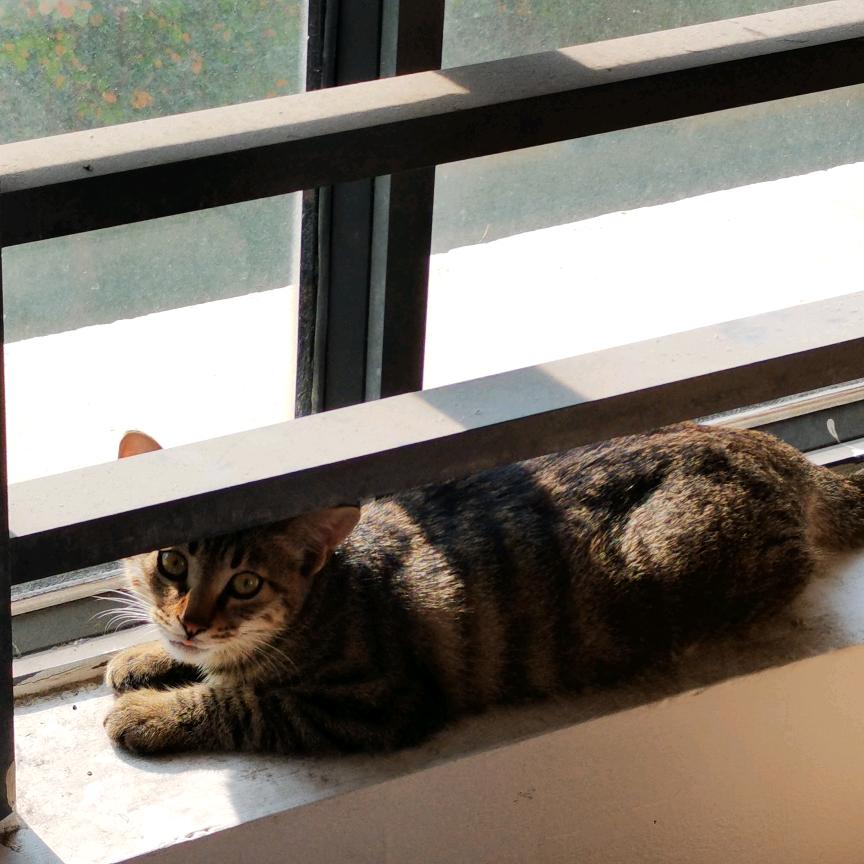 妈妈，小狗错了