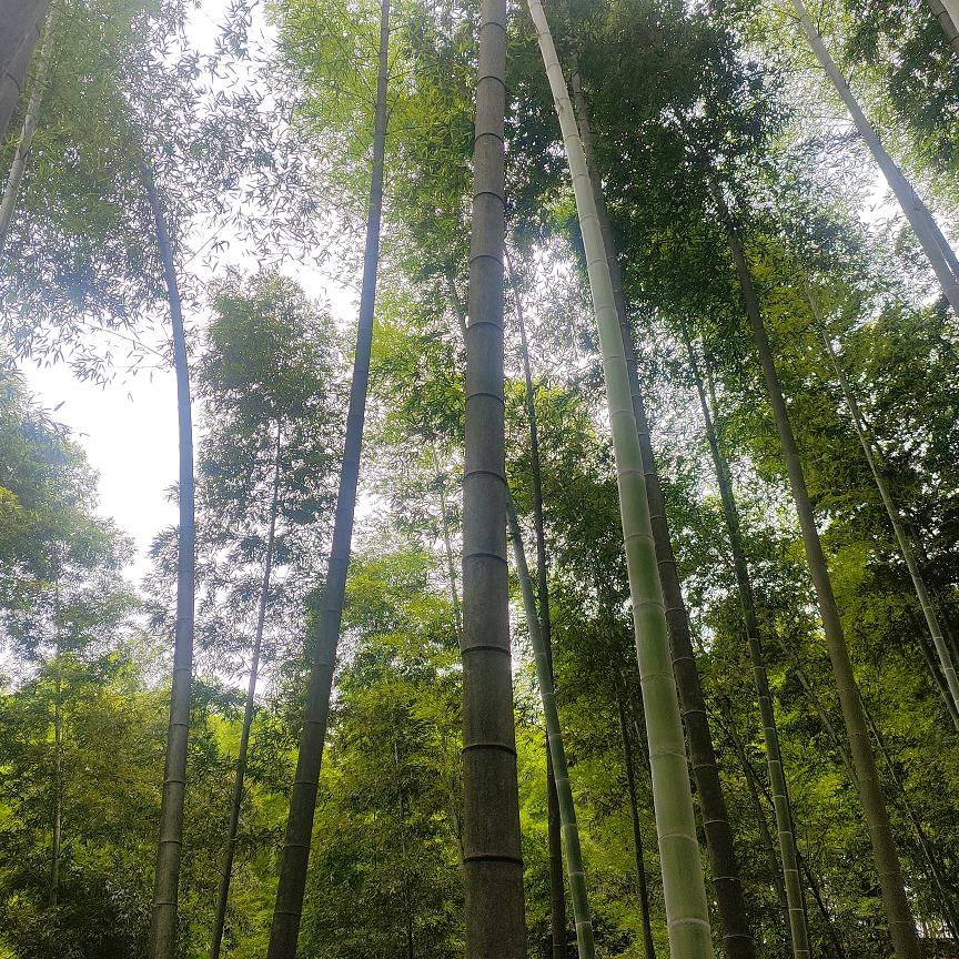 云深不知处(农家版)