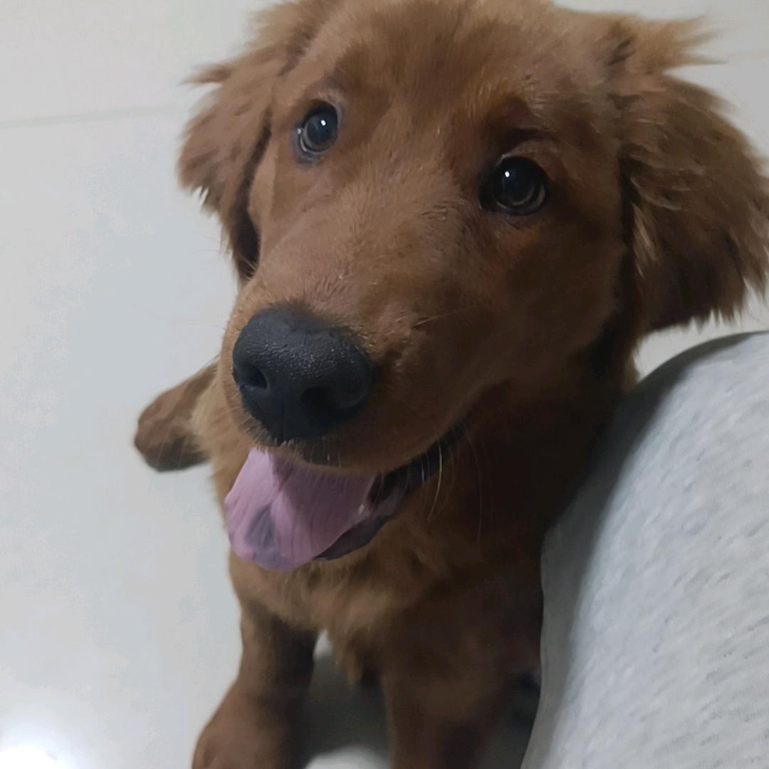 元宝是个小金毛