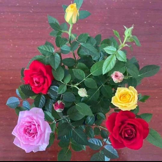 红玫瑰🌹🌹🌹🌹