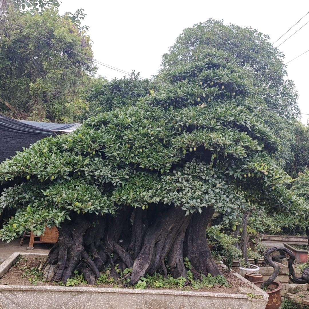 全心苗圃坊