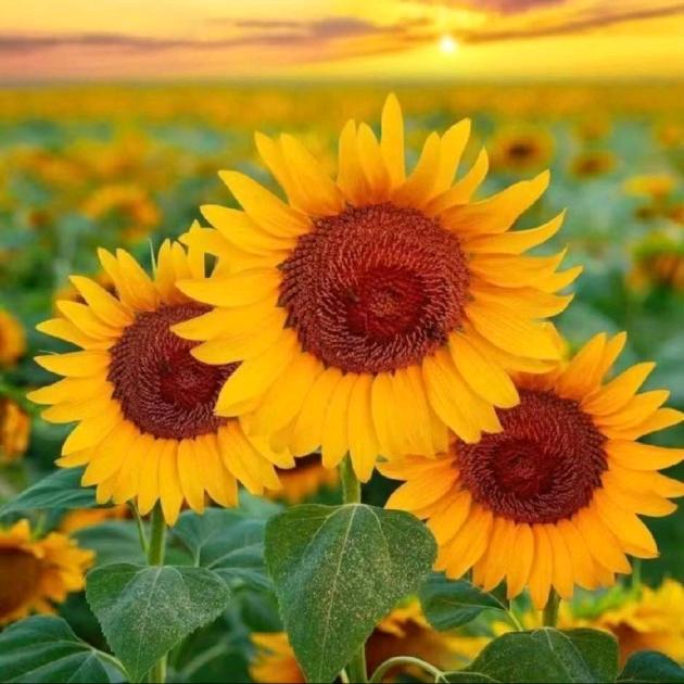 平平淡淡🌻🌻