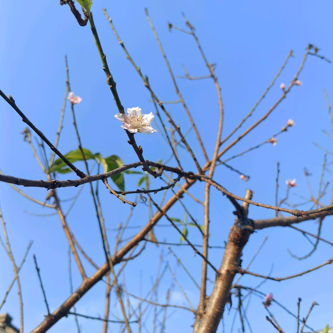 小莫哥