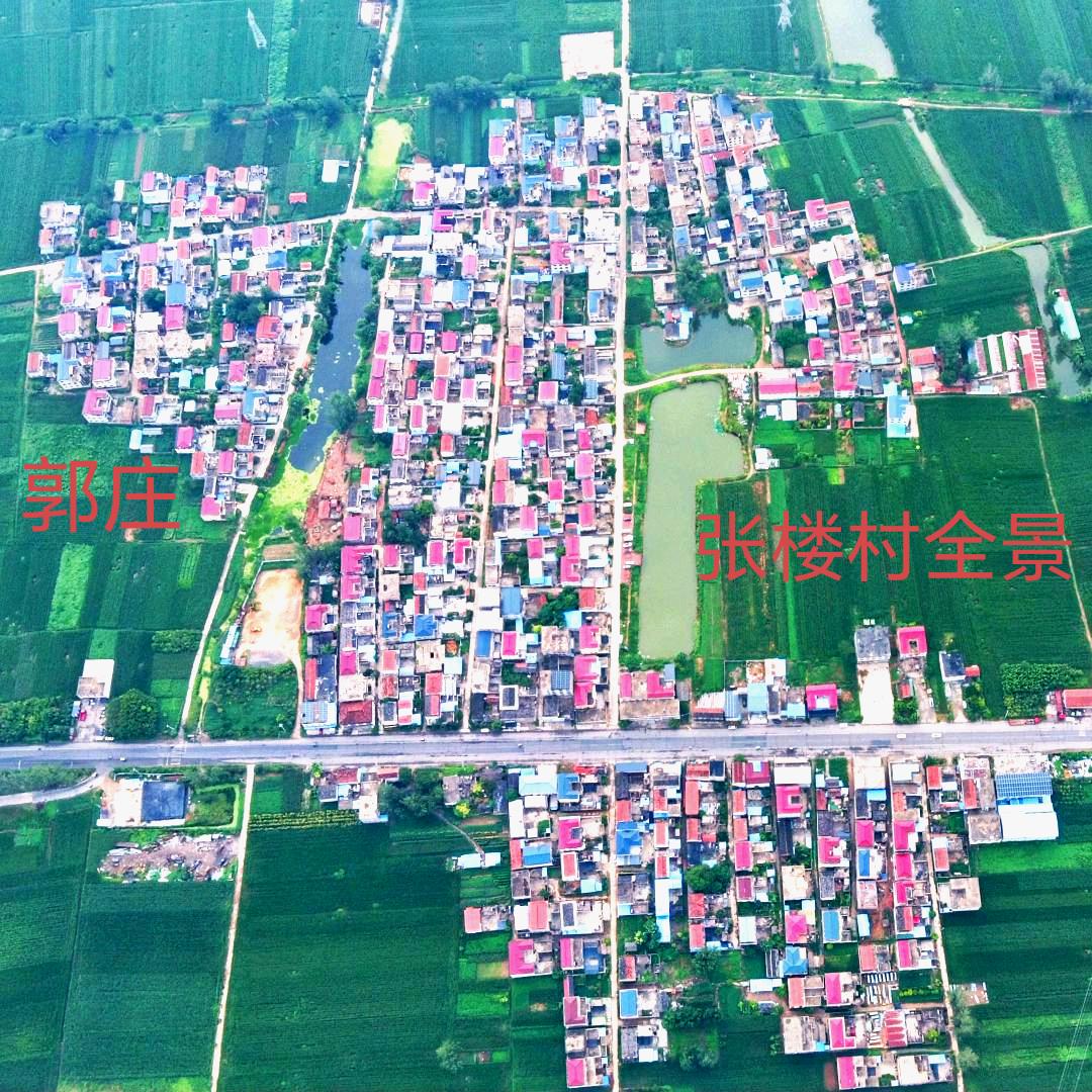 自由的飞翔