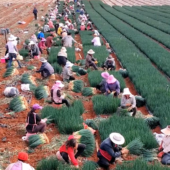 大量要拔葱人