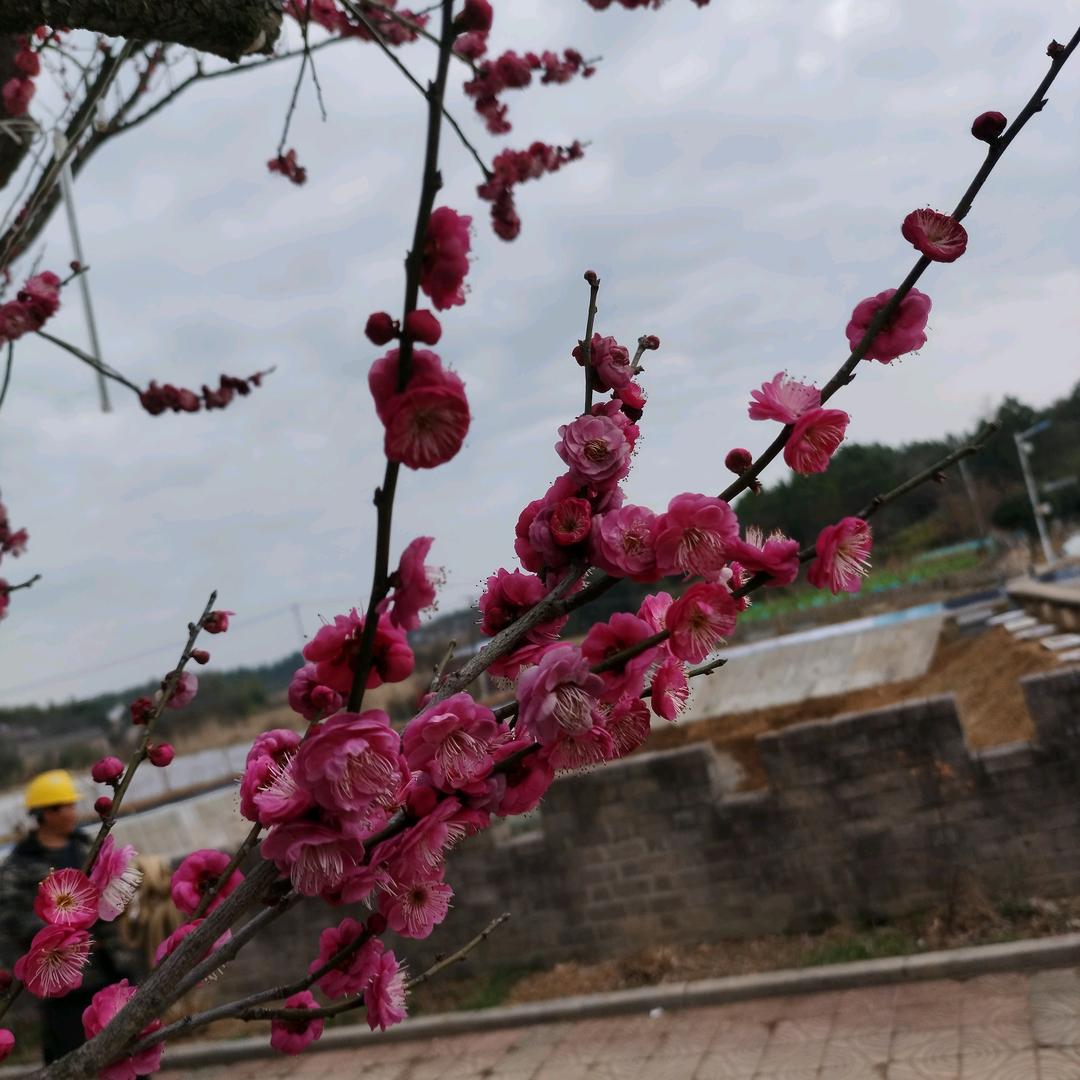 好运连年
