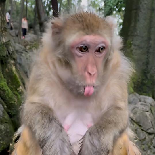鹦鹉 关注直面世间百态